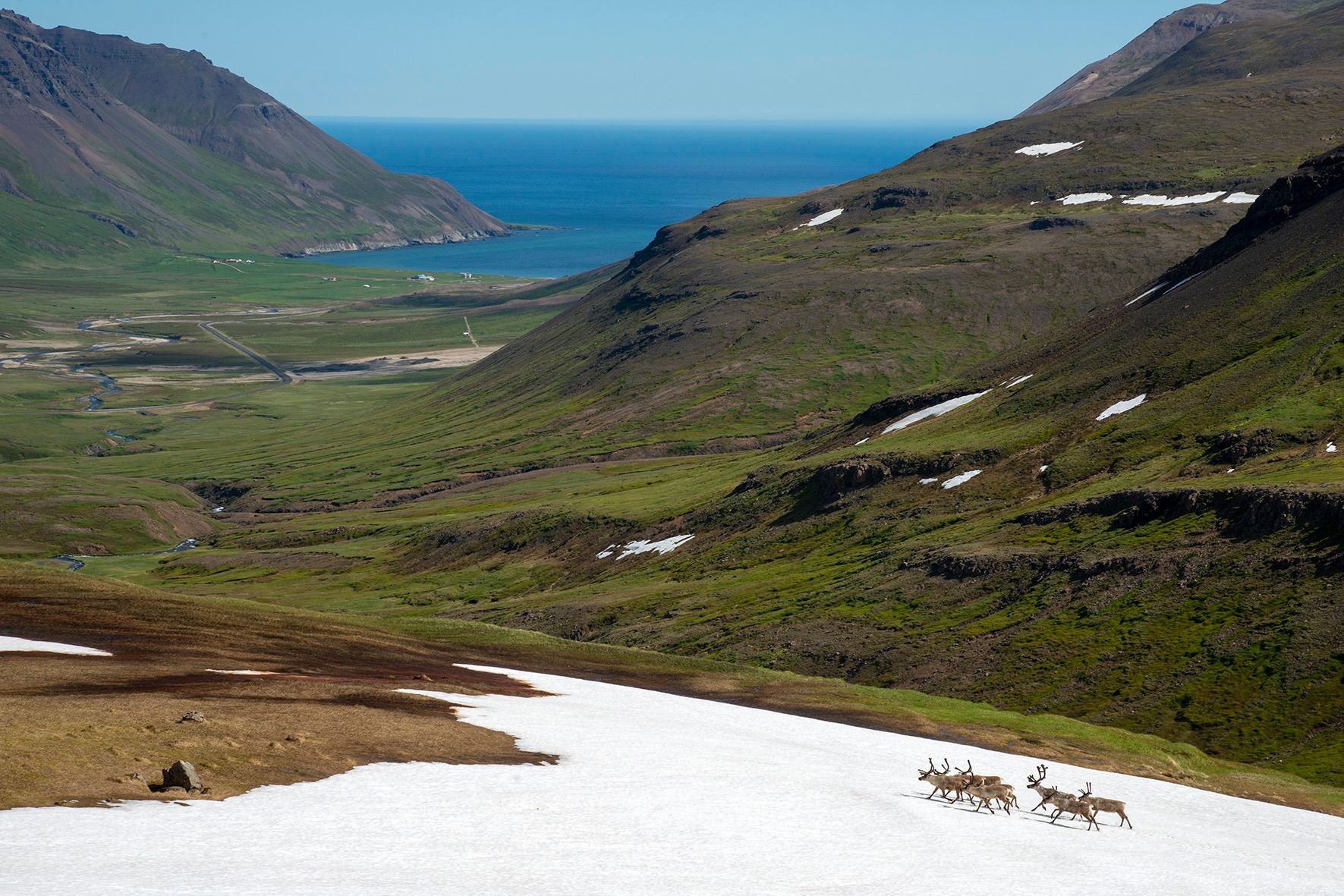Reindeer in Icelandic highlands