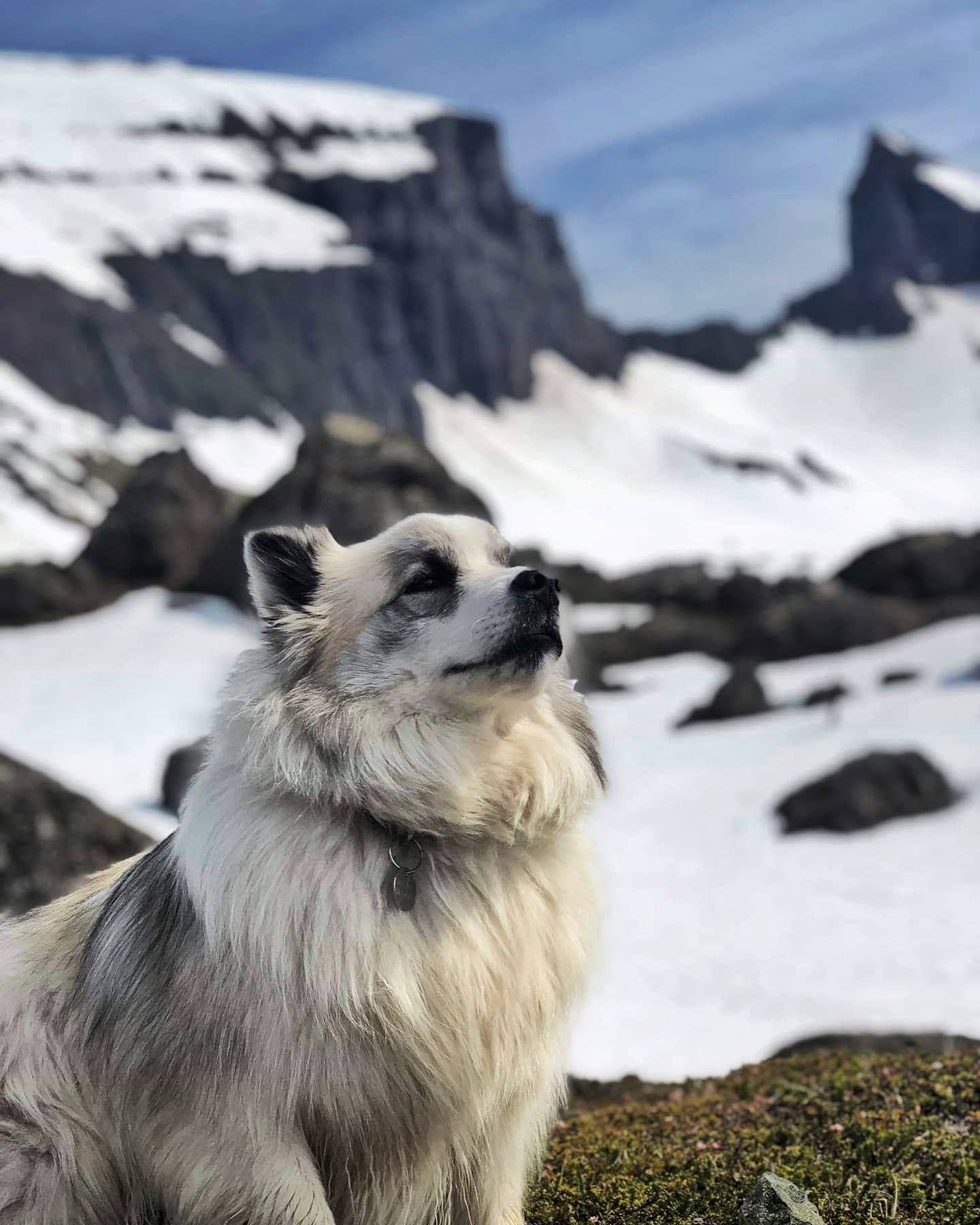 Icelandic dog in snowy highlands