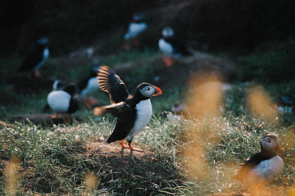 Puffins in Iceland